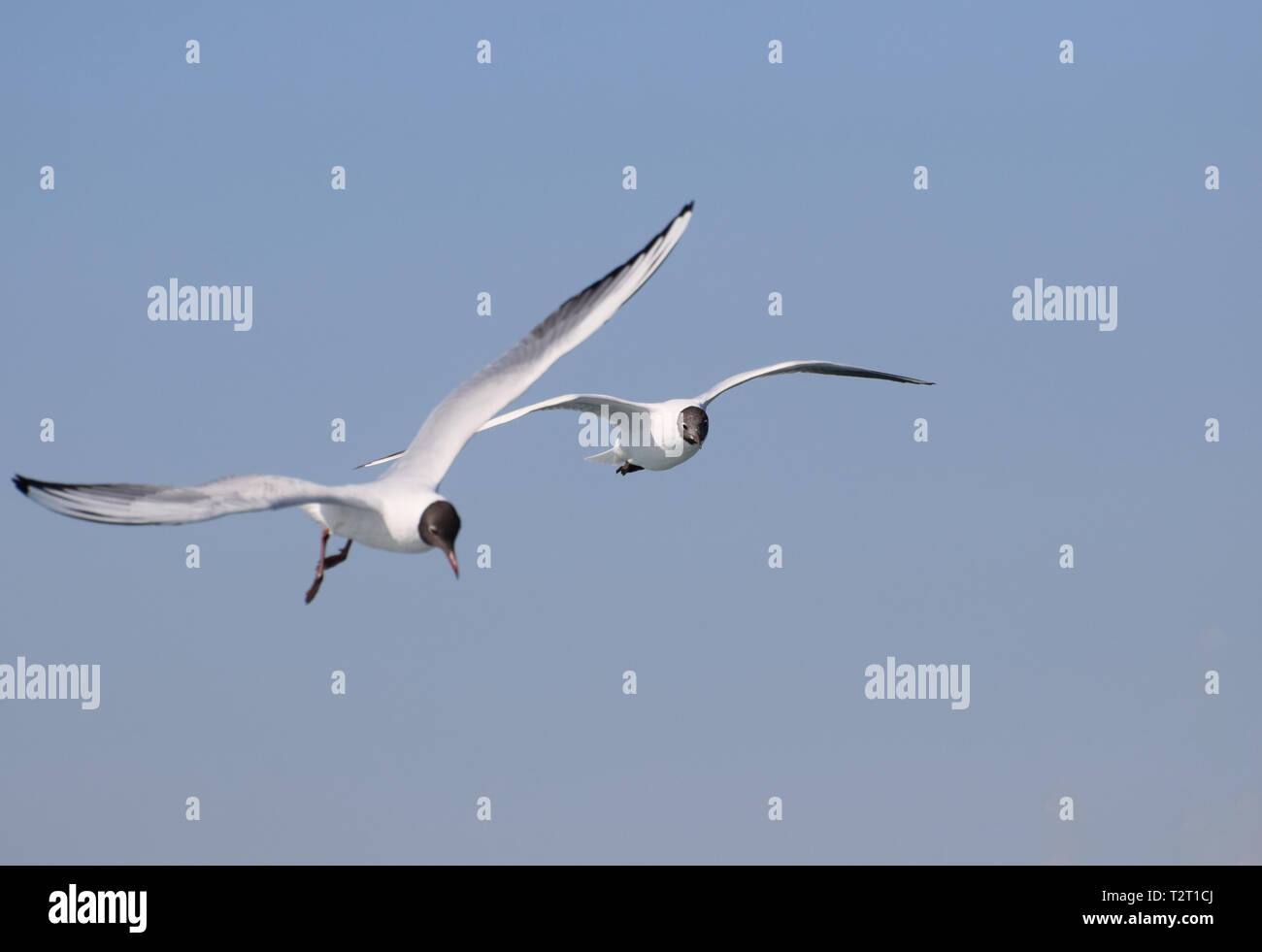 Deux Mouettes volantes / black-mouettes Banque D'Images