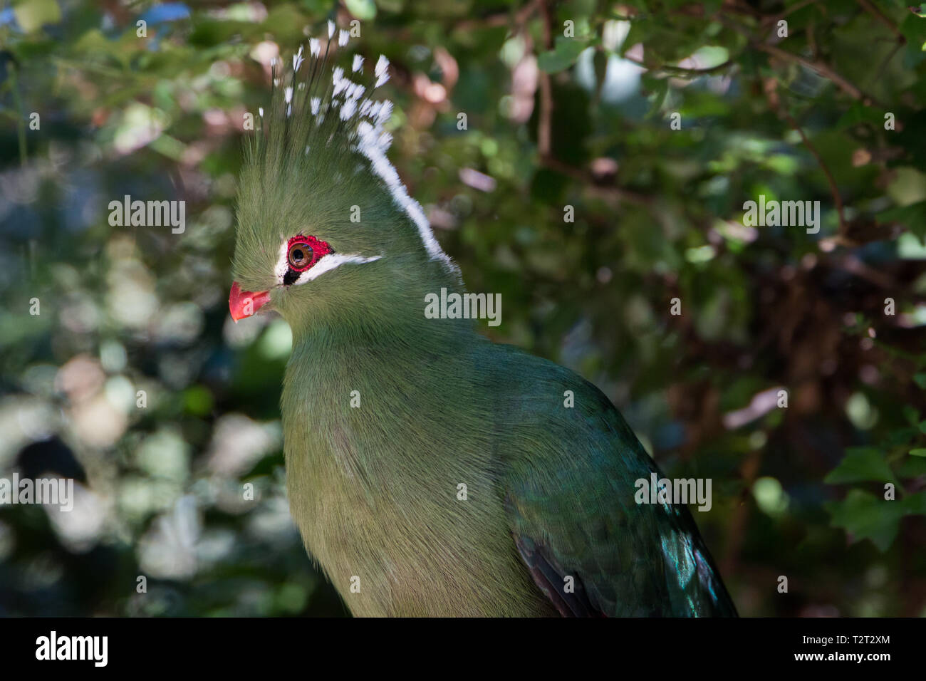 Les explorateurs (Mosambiekloerie Touraco), oiseau vert longue crête avec blanc et noir et rouge conseils bec assis dans un arbre de près. Banque D'Images