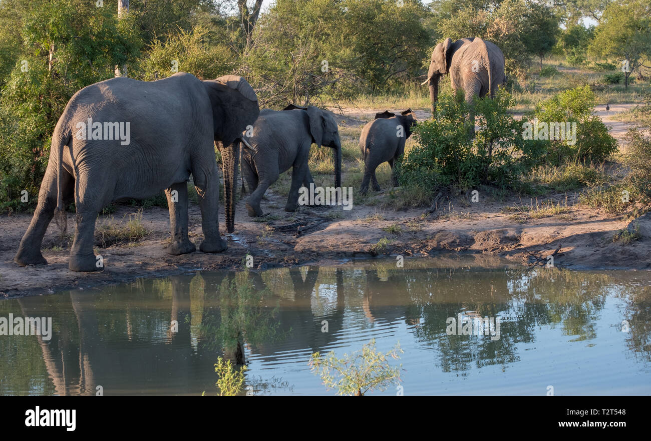 Troupeau d'éléphants reflètent dans l'eau à un étang à Sabi Sands Game Reserve, Afrique du Sud. Photo prise tôt le matin. Banque D'Images