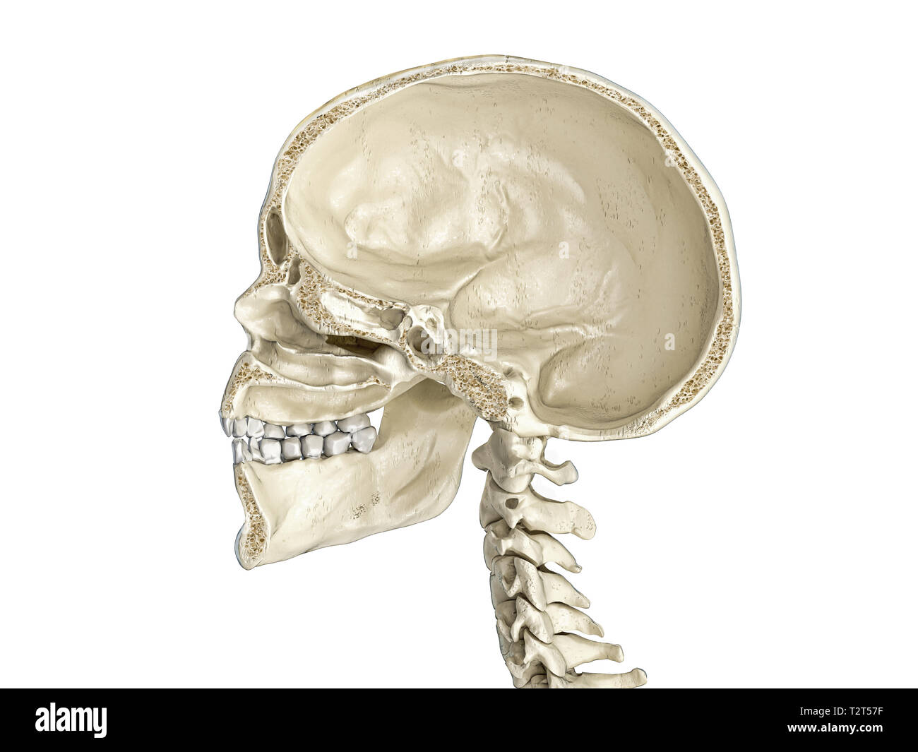 Crâne humain sagittal cross-section, vue de côté. Sur fond blanc. Banque D'Images