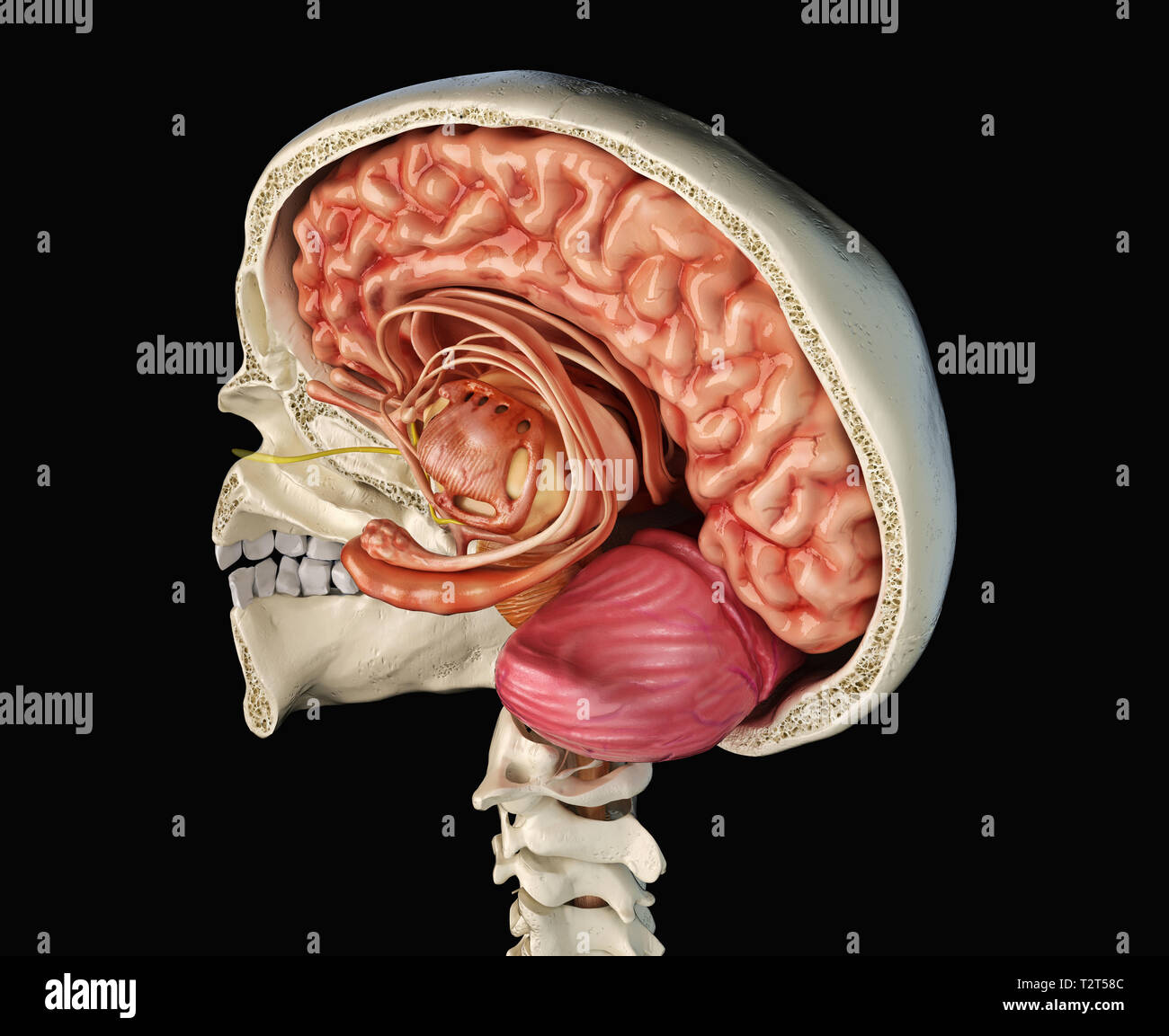 Crâne humain sagittal cross-section avec cerveau. Vue en perspective sur fond noir. Banque D'Images