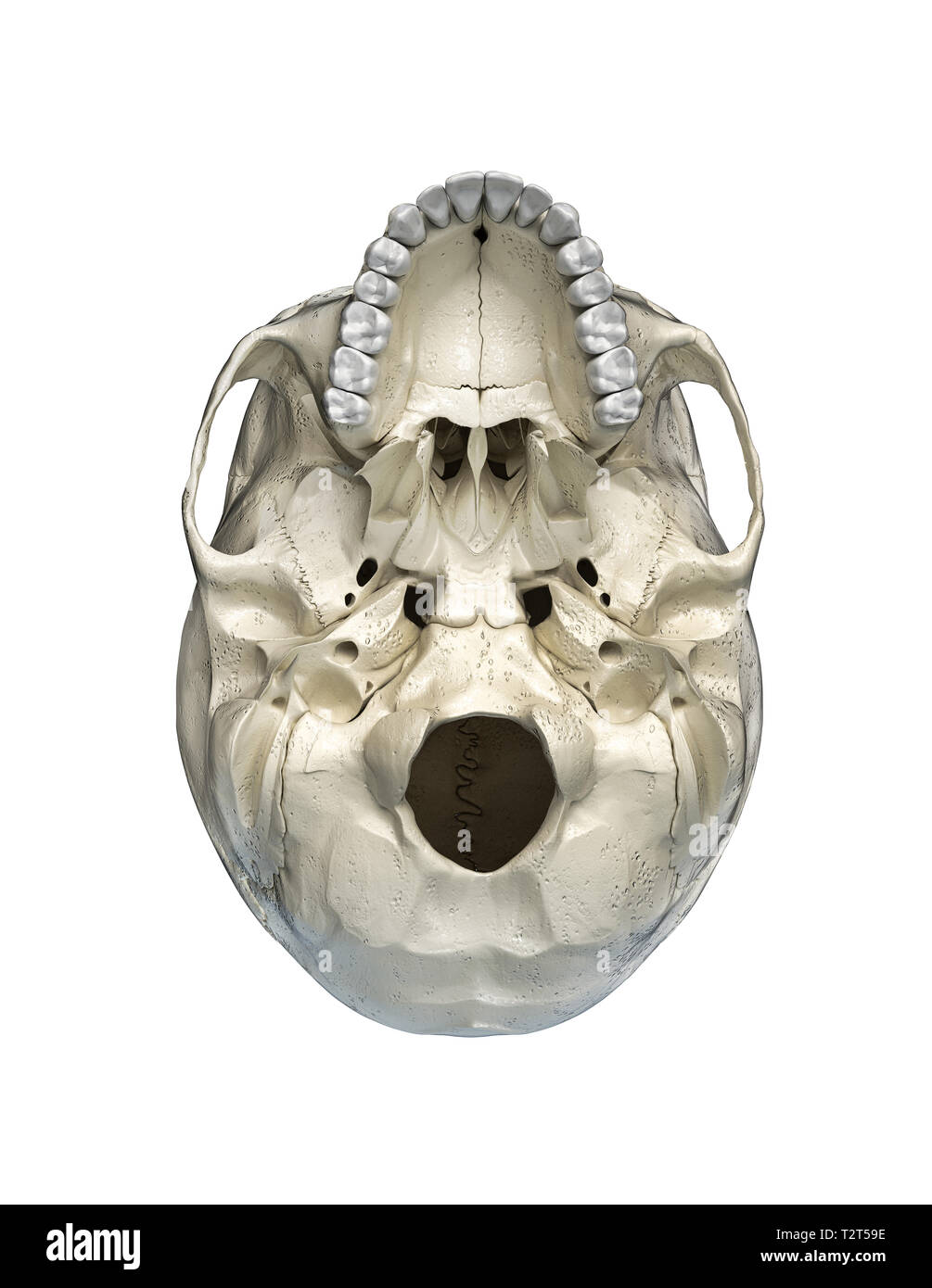 Crâne humain vue par le bas. Sur fond blanc. Banque D'Images