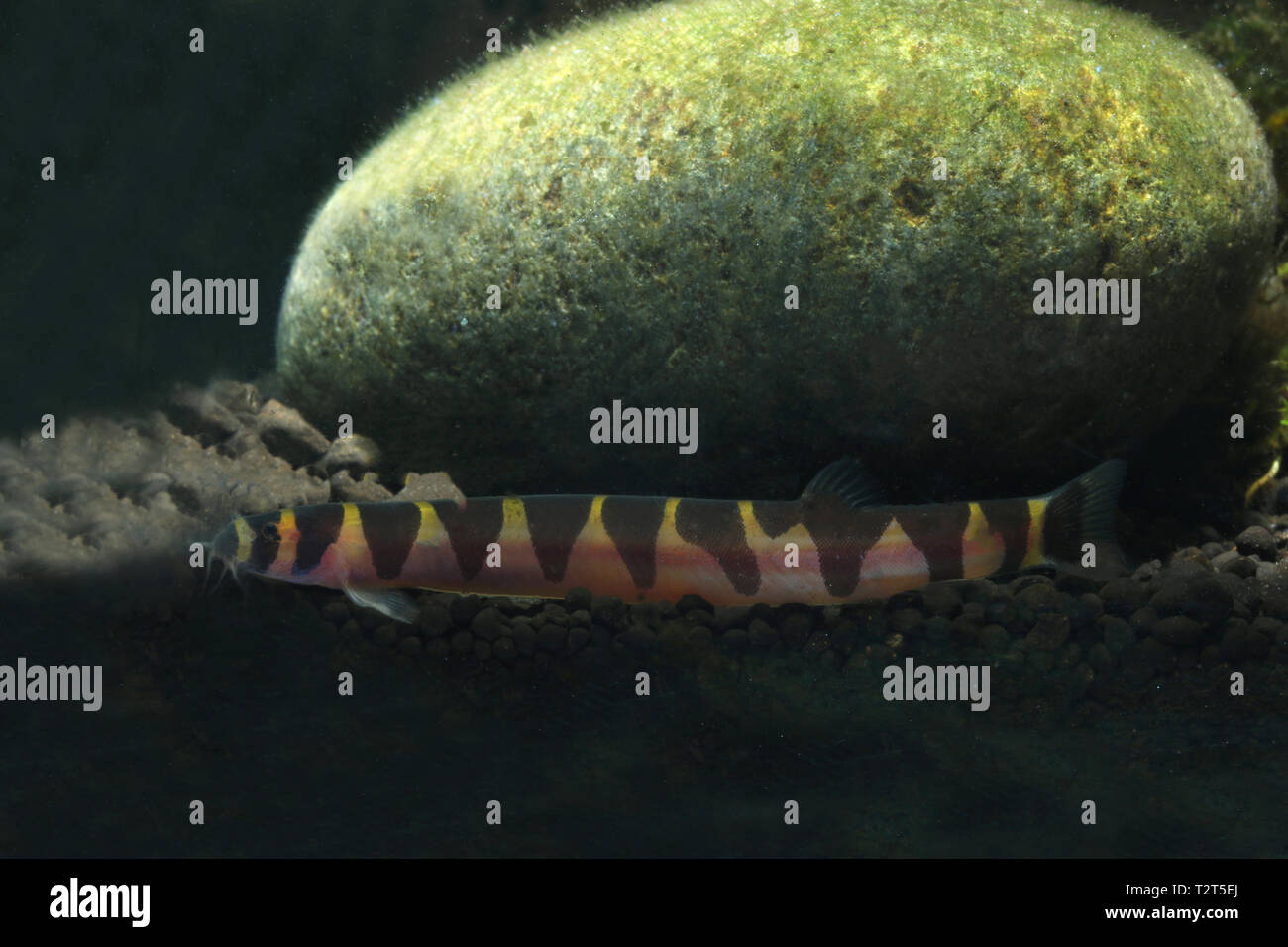 Pangio Kuhli Loach, Banque D'Images