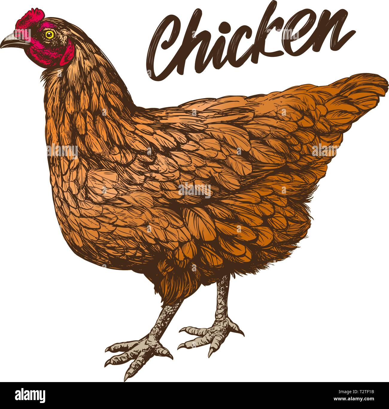 Chicken hand drawn vector illustration croquis réalistes. Illustration de Vecteur