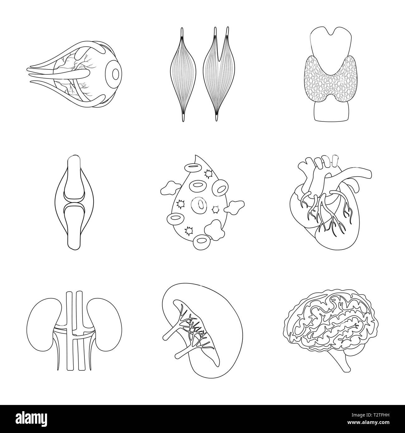Muscle dorsal,oeil,os,sang,coeur,rein,cerveau,oeil,organes,,moelle,plasma,tendon,,cardiologie,urinaire,esprit,structure,orthopédique,don,psychologie,transplantation coronaire,vue,la douleur,la maladie,moelle artère,anatomie,organe interne,,médical,des,santé,biologie,scientifique,recherche,,laboratoire,set,icône,,illustration,collection,isolé,design,graphisme,élément signe,ligne,plan,vecteurs vecteur , Illustration de Vecteur