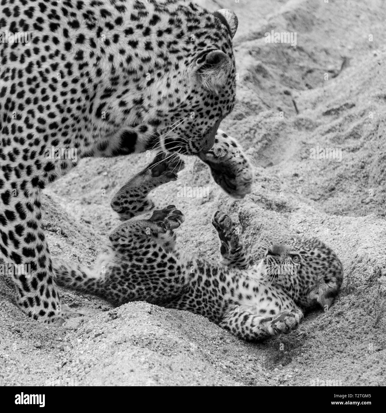 Leopard femme jouer sans danger avec son jeune cub dans le sable à Sabi Sands Safari Park, Kruger, Afrique du Sud. Banque D'Images