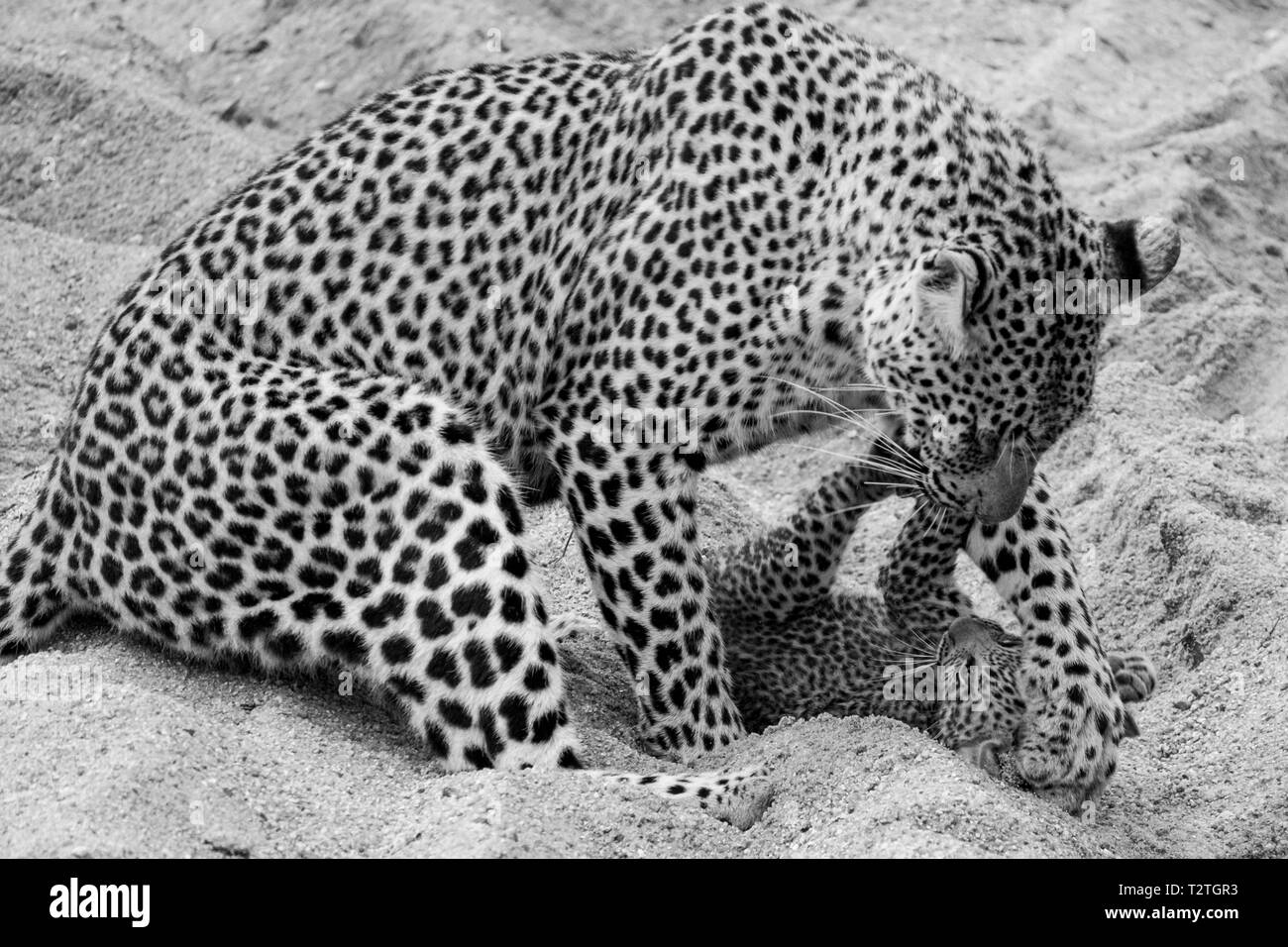 Leopard femme jouer sans danger avec son jeune cub dans le sable à Sabi Sands Safari Park, Kruger, Afrique du Sud. Banque D'Images