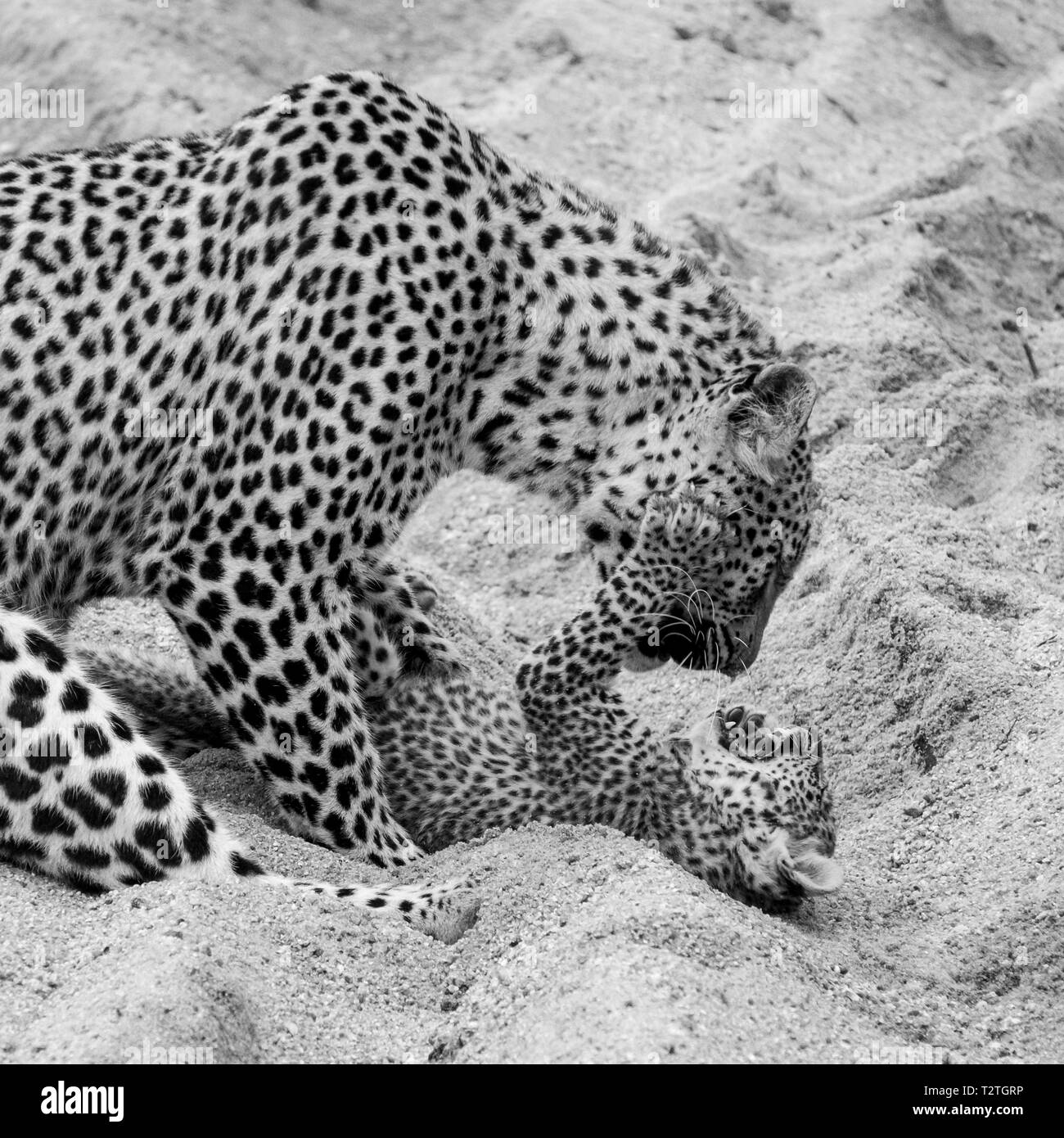 Leopard mère jouer sans danger avec son jeune cub dans le sable à Sabi Sands Safari Park, Kruger, Afrique du Sud. Banque D'Images