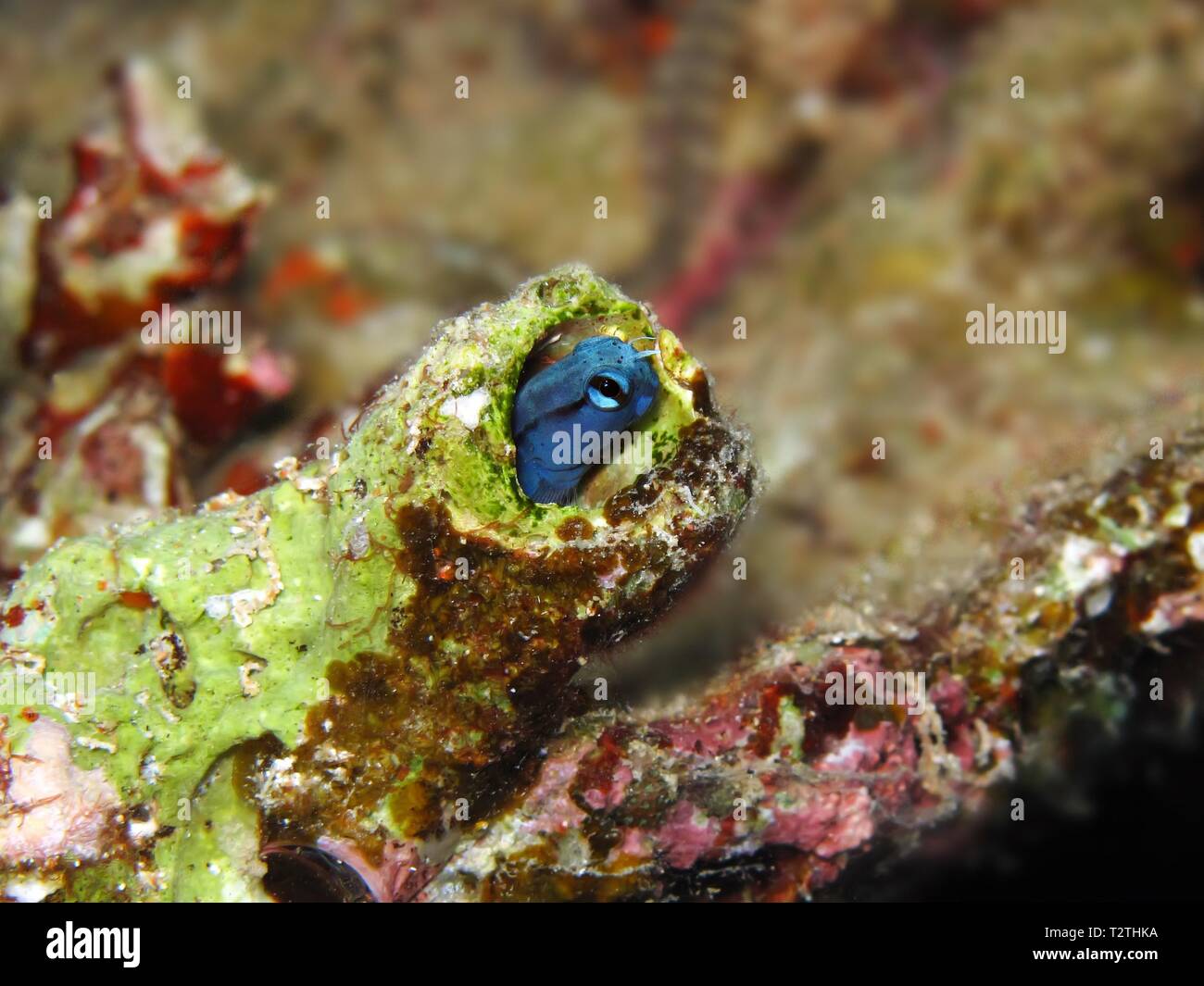 Mer Rouge imiter ( cirrosus mimoblennius blennies) Banque D'Images