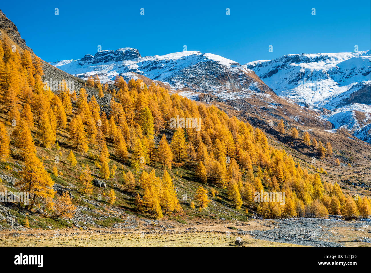 L'Italie, vallée d'Aoste, Parc National du Gran Paradiso Rhemes, vallée, Plateau Entrelor (2140 m) ; European mélèzes forêt en automne Banque D'Images
