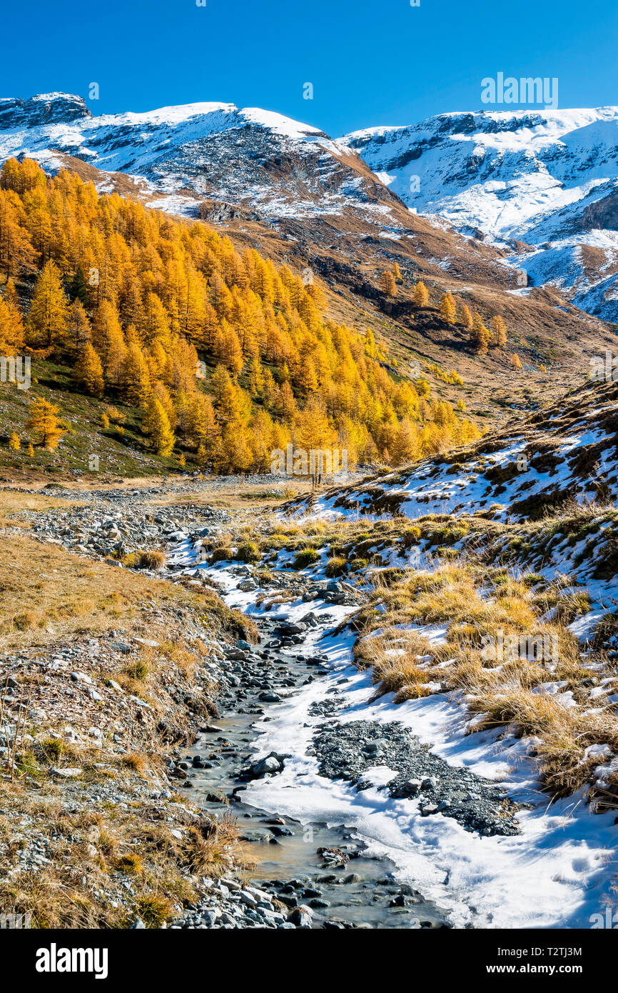 L'Italie, vallée d'Aoste, Parc National du Gran Paradiso Rhemes, vallée, Plateau Entrelor (2140 m) ; European mélèzes forêt en automne Banque D'Images