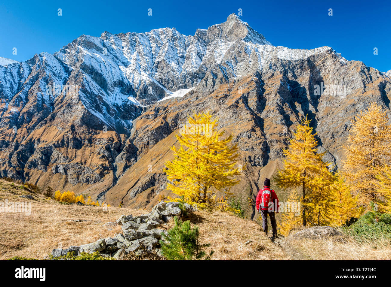 L'Italie, vallée d'Aoste, Parc National du Gran Paradiso Rhemes, vallée, La Grande Rousse (3,607 m) d'Entrelor ; plateau de mélèzes européens forêt en automne, randonneur Banque D'Images