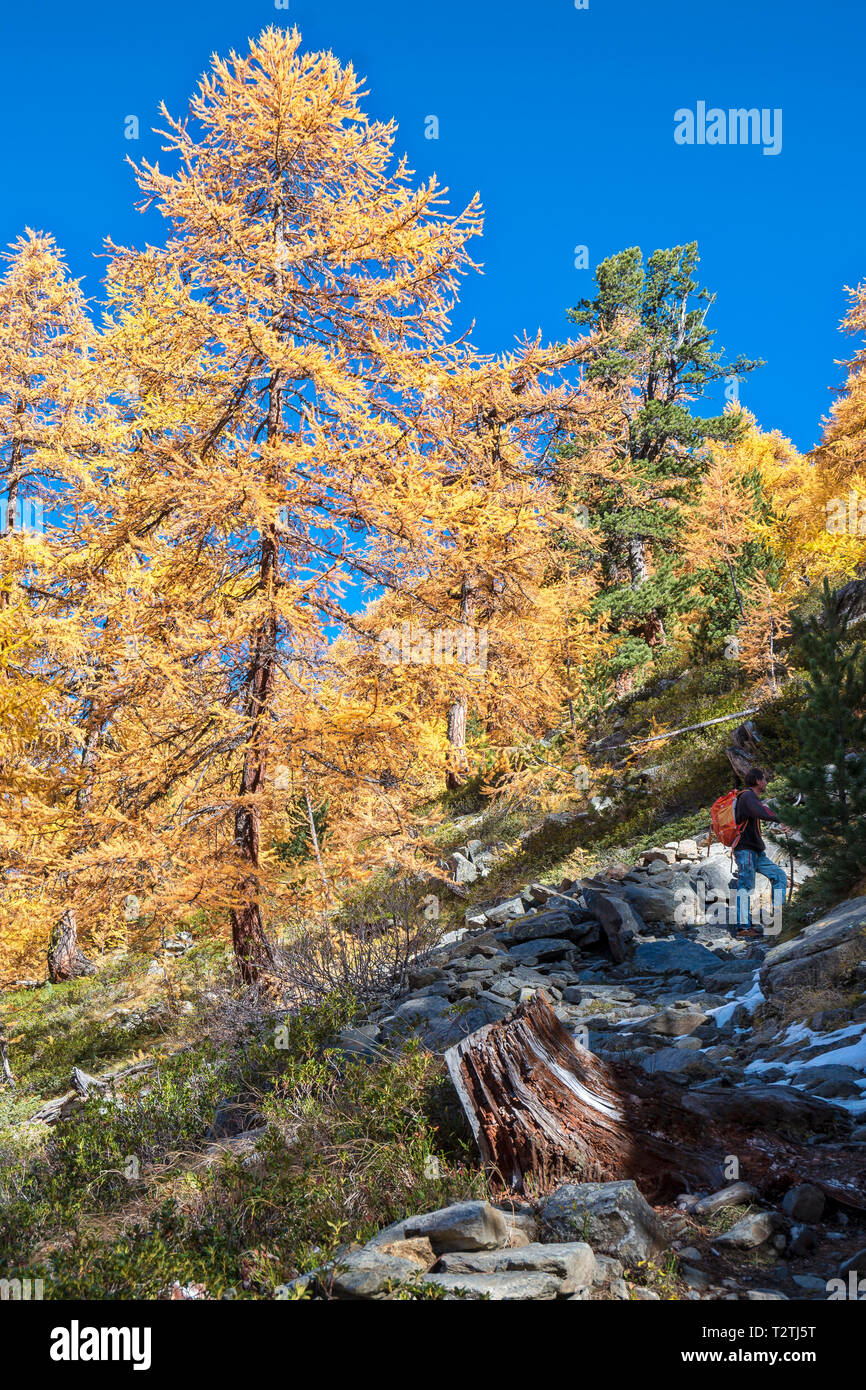 L'Italie, vallée d'Aoste, Gran Paradiso National Park, la Vallée de Rhêmes, mélèzes européens forêt en automne et de pin cembro (Pinus cembra) Banque D'Images