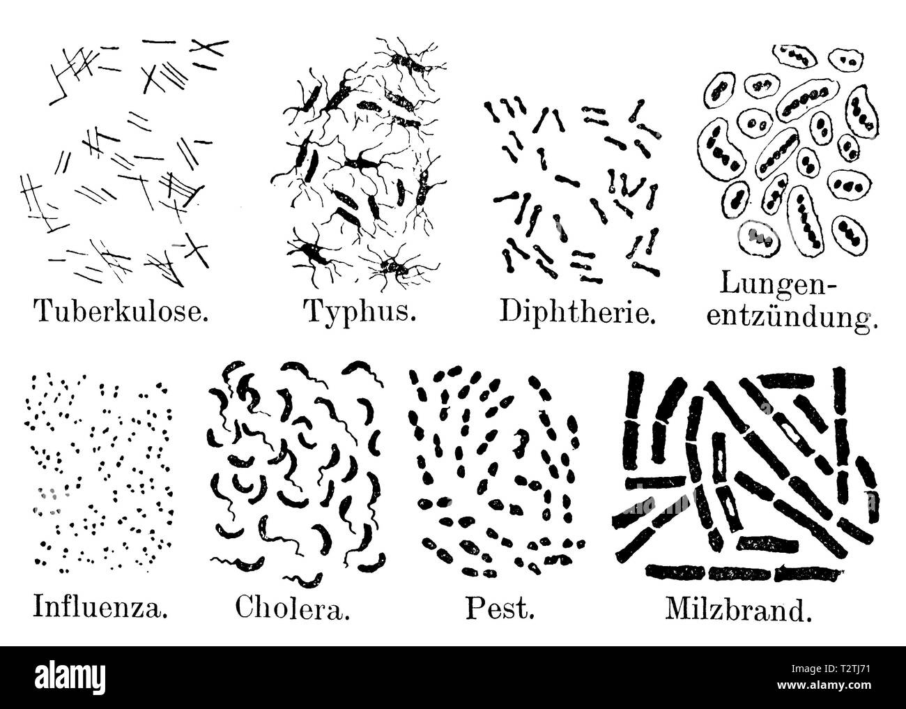 Les bactéries pathogènes, la tuberculose, la fièvre typhoïde, la diphtérie, la pneumonie, la grippe, le choléra, la peste, l'anthrax, anonym 1909 Banque D'Images
