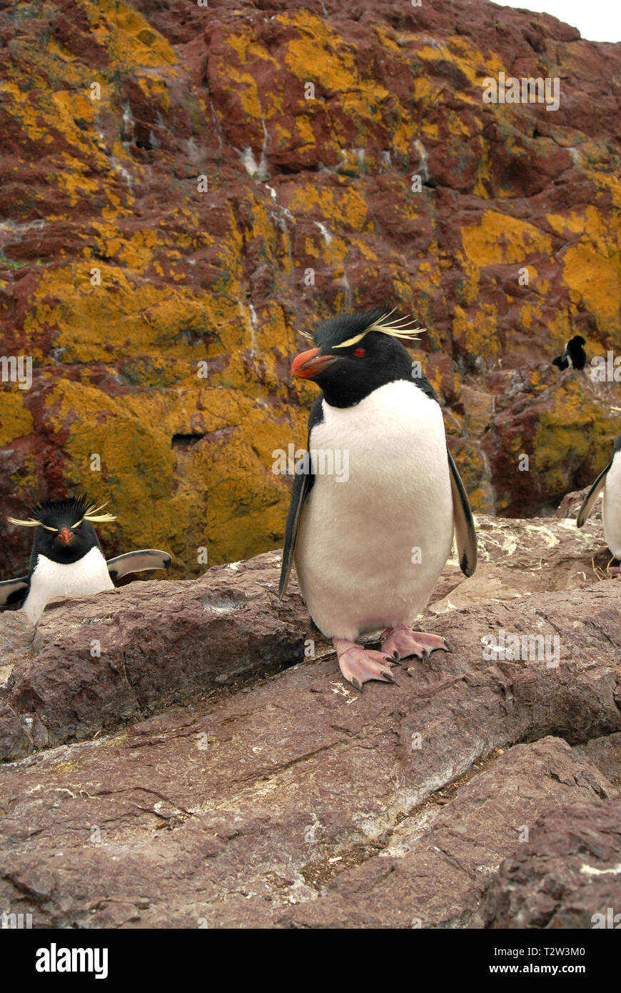 Le Sud Rockhopper Penguin ou Rockhopper Penguin (Eudyptes chrysocome), au lieu de nidification, Punta Delgada, Patagonie, Argentine Banque D'Images