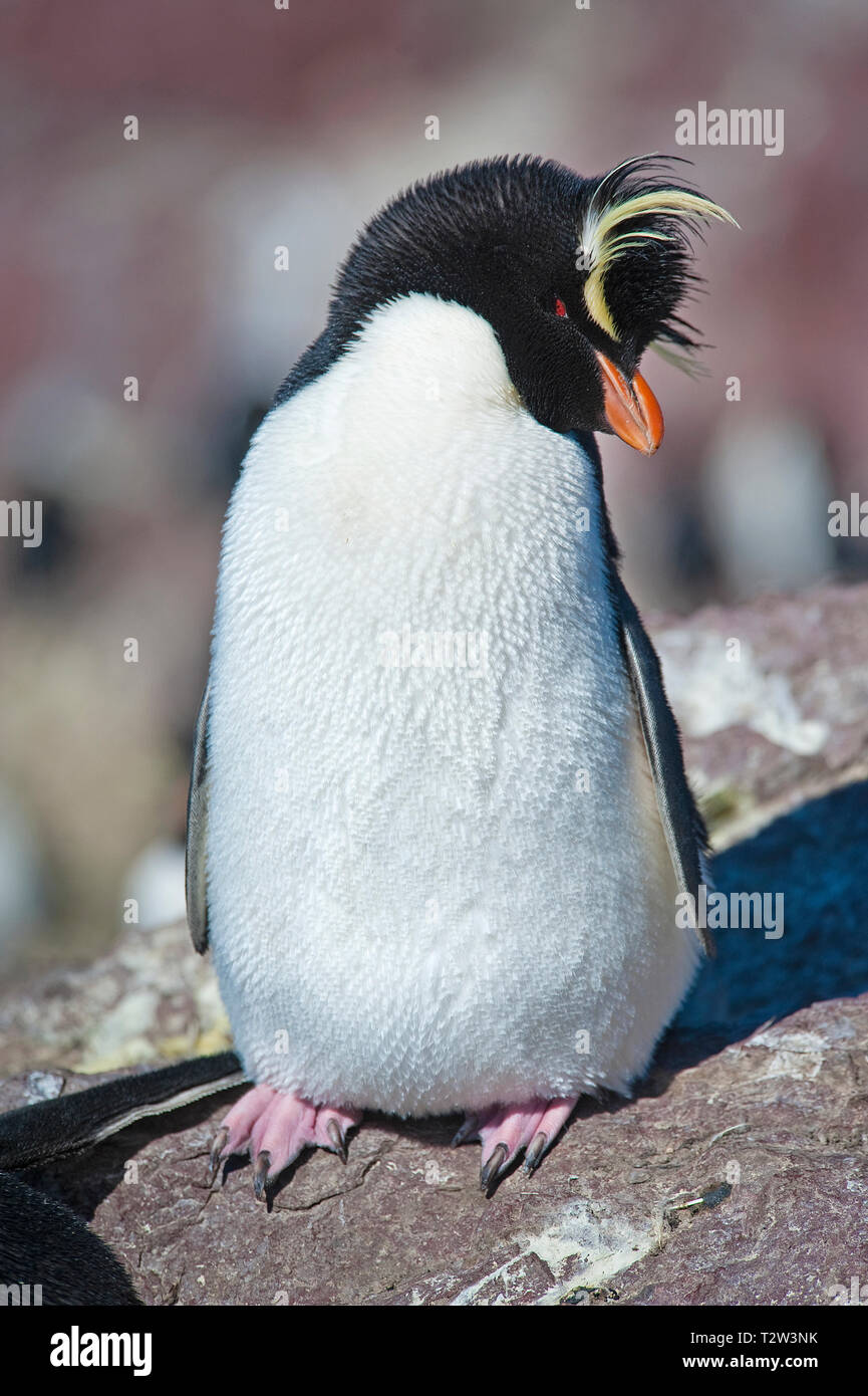 Le Sud Rockhopper Penguin ou Rockhopper Penguin (Eudyptes chrysocome), adulte, Punta Delgada, Patagonie, Argentine Banque D'Images