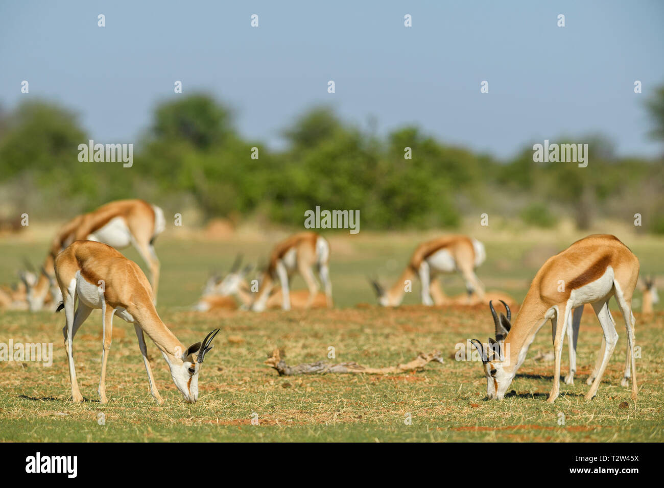 Antidorcas marsupialis Springbok - belle, antelop emblématique de l'Afrique australe de buissons et de plaines, Etosha National Park, Namibie. Banque D'Images