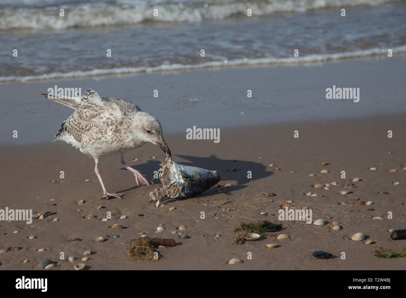 Une jeune mouette aux prises avec une tête de poisson et le manger sur la plage Banque D'Images