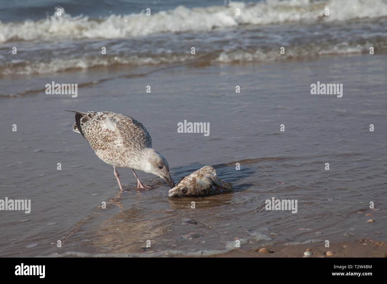 Une jeune mouette aux prises avec une tête de poisson et le manger sur la plage Banque D'Images