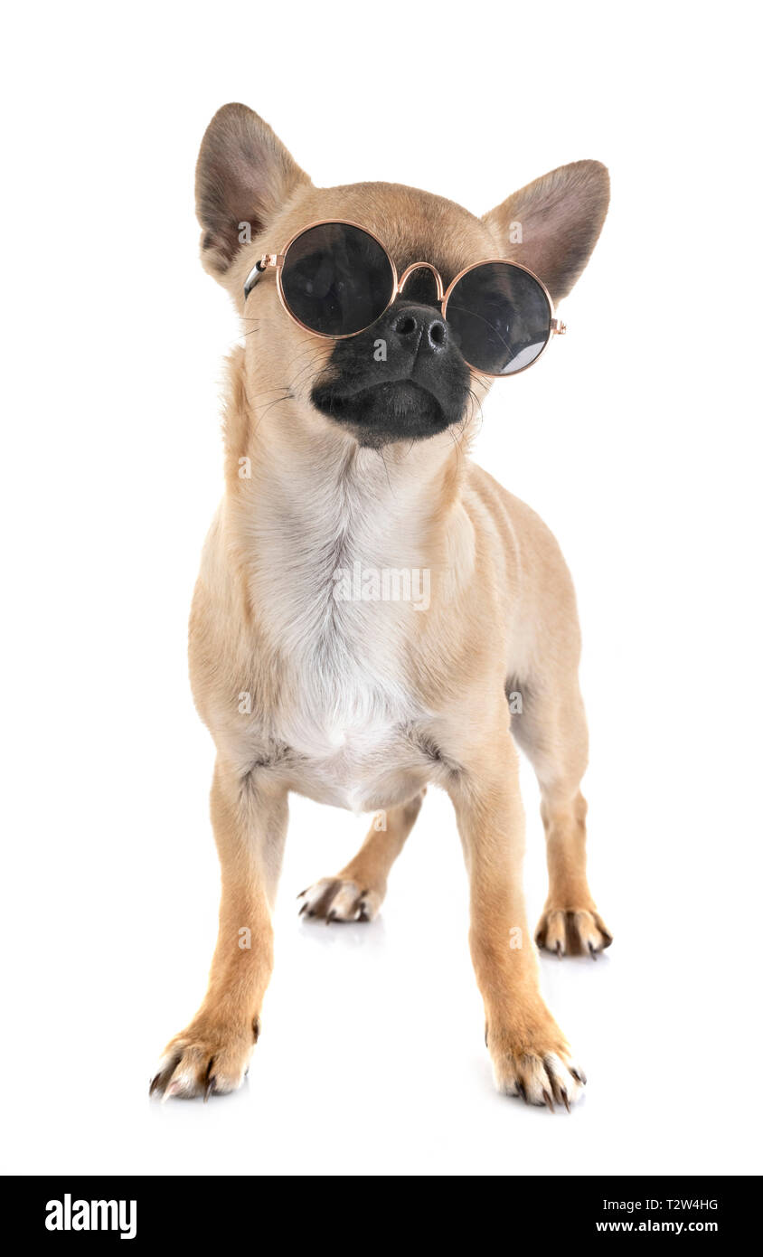 Peu chihuahua in front of white background Banque D'Images