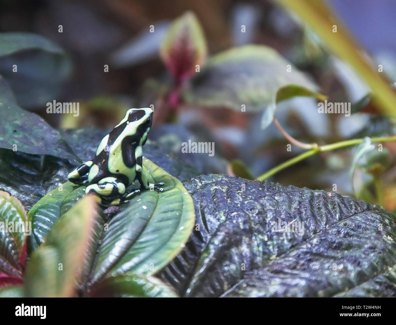 Un livre vert et noir poison dart frog sur une feuille verte Banque D'Images