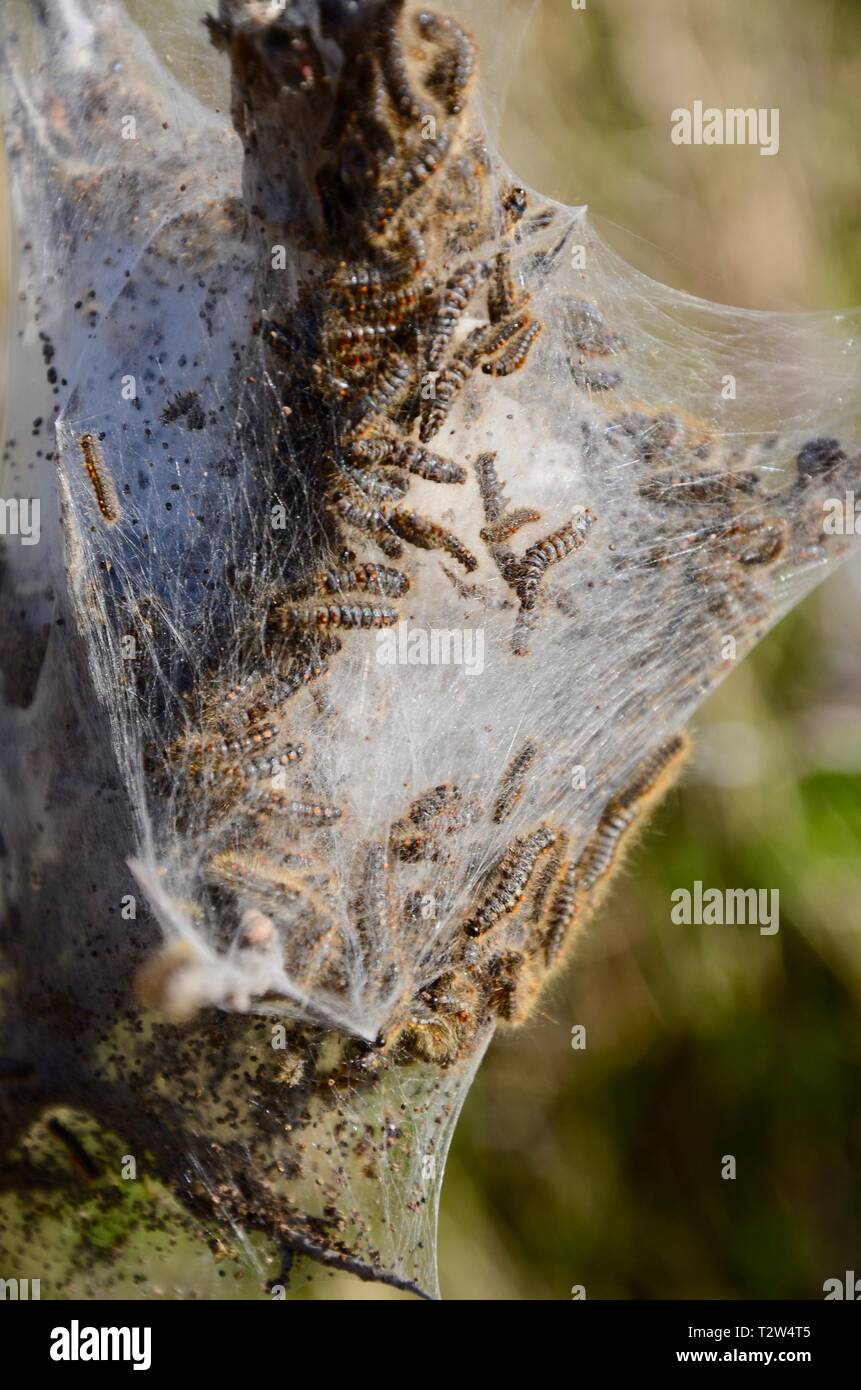 Brown-tail moth de chenilles (Euproctis chrysorrhoea) sortant de l'hibernacle de soie sur l'argousier au mépris général ou Rejeter Point, l'estuaire de la Humber, Banque D'Images