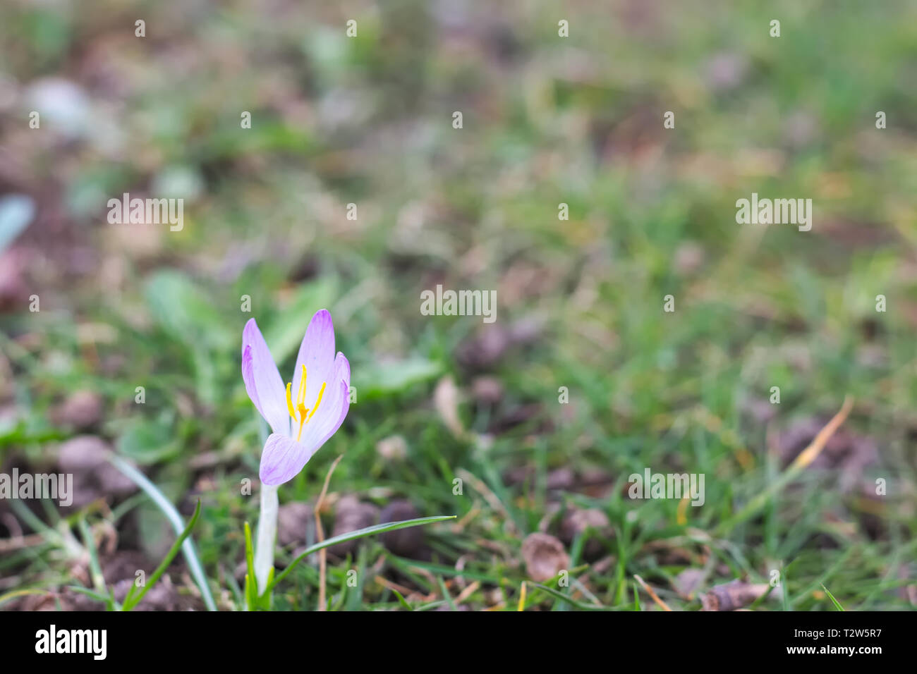 De plus en plus unique crocus l'herbe verte. Banque D'Images