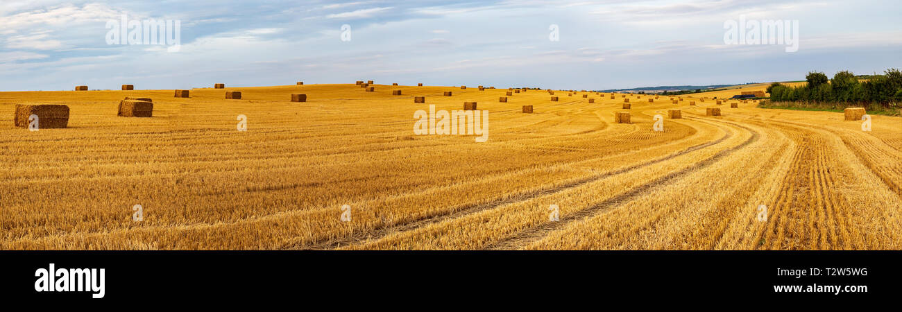 Panorama des balles de foin posées sur le terrain après la récolte des cultures Cambridgeshire / Essex border UK Banque D'Images