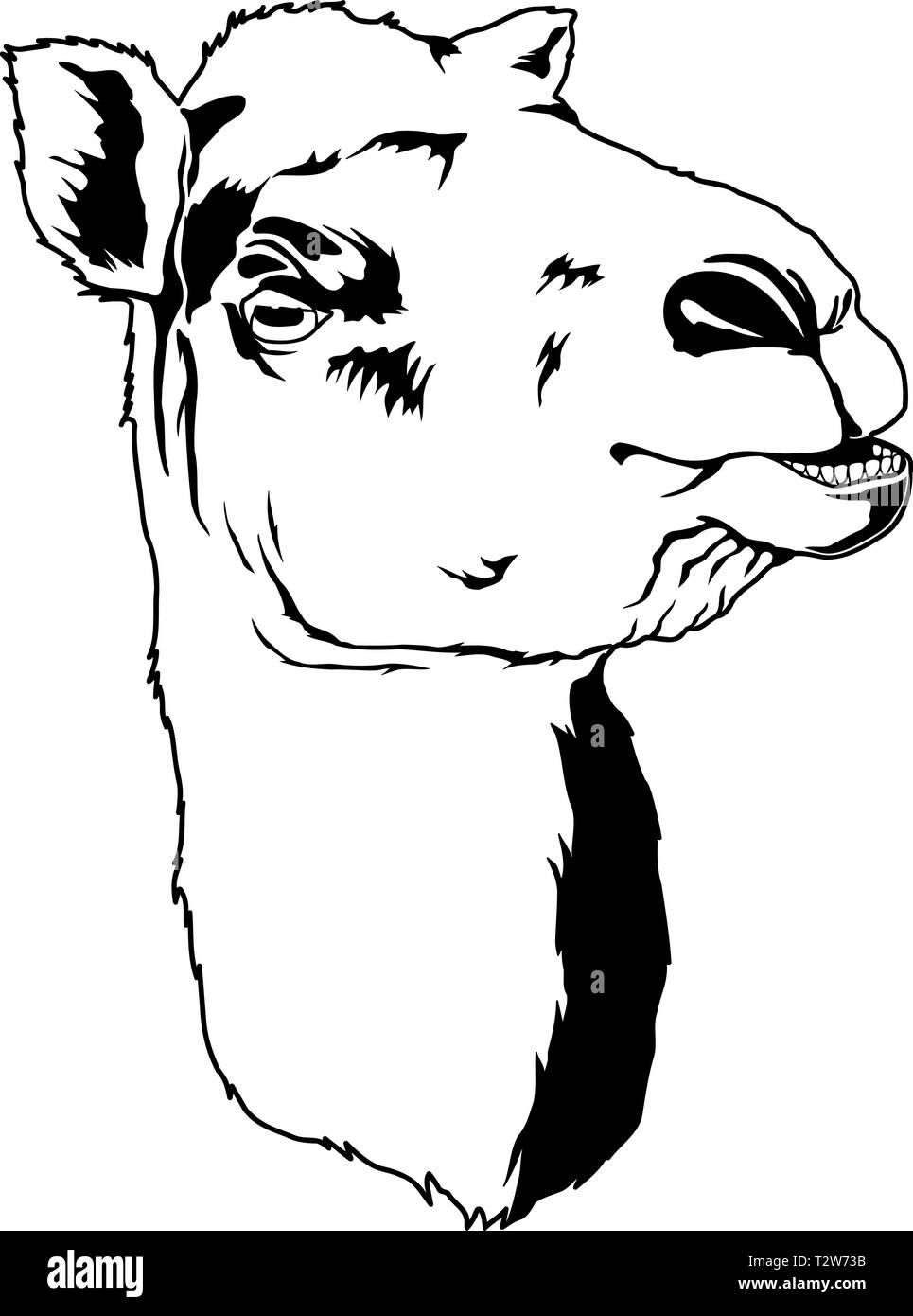 Face chameau Vector Illustration Illustration de Vecteur