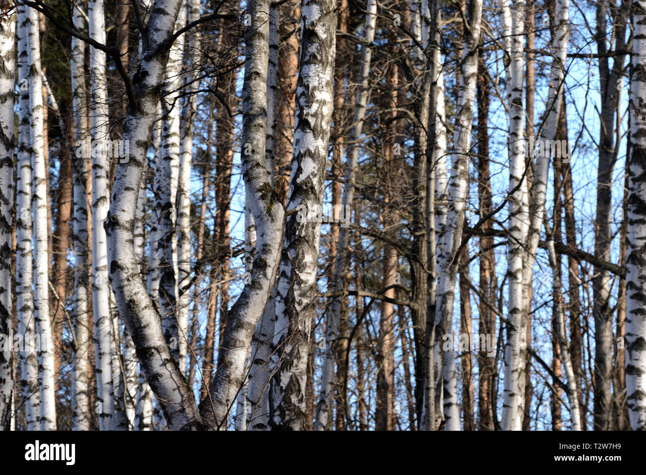 Beau Birch Grove au début du printemps Banque D'Images