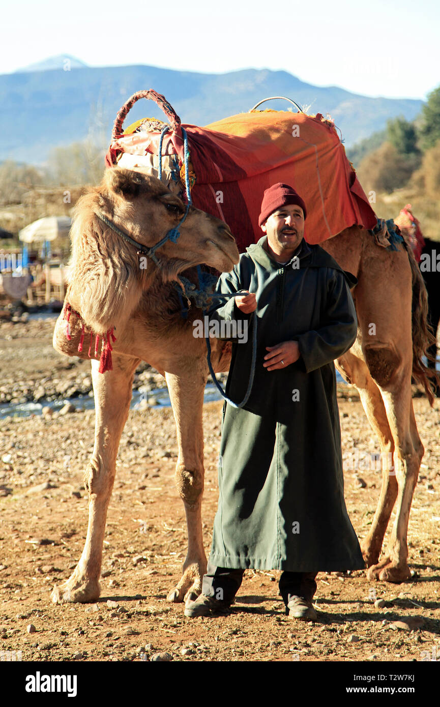 Camel Herder et ses animaux Banque D'Images