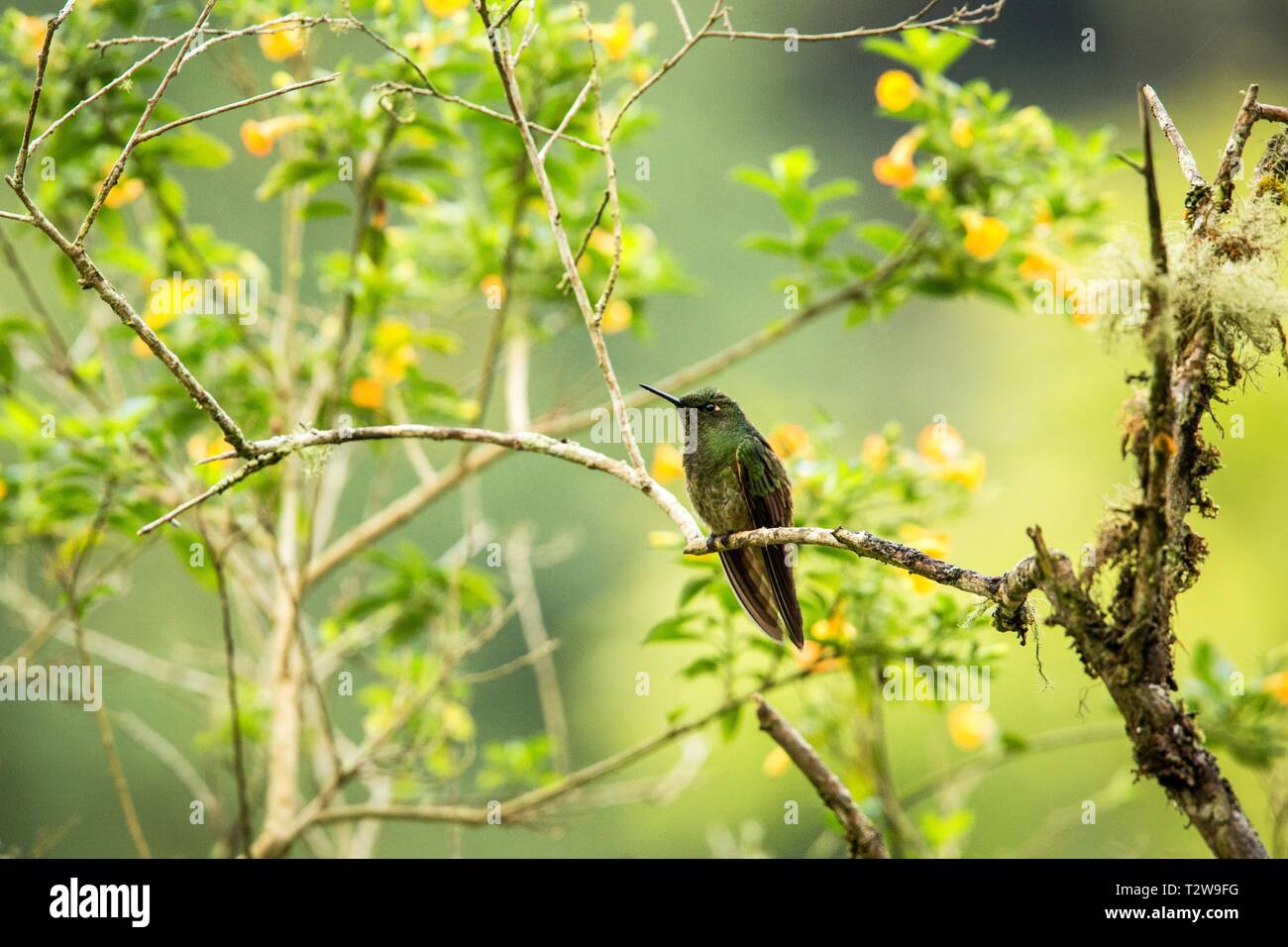 Direction générale verdâtre puffleg colibri, assis sur de la forêt tropicale,Colombie,bird perching,petit oiseau se reposant dans les forêts tropicales, l'arrière-plan de couleur claire, Banque D'Images