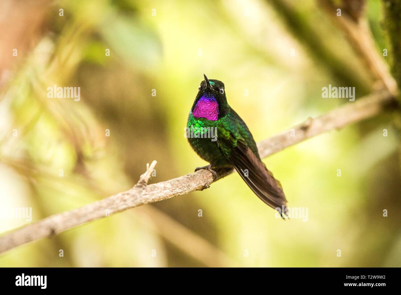 Sunagel Direction générale de tourmaline, hummingbird des montagnes, de la Colombie, Nevado del Ruiz,bird perching,petit oiseau posé sur arbre en garde Banque D'Images