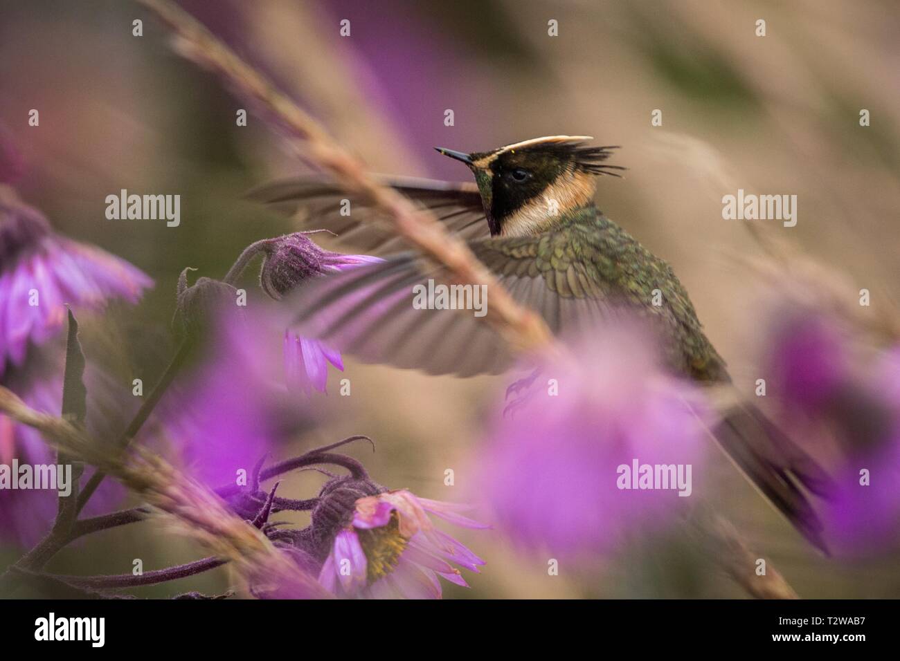 Green-helmetcrest howering barbus à côté de fleur rose, la Colombie avec hummingbird colibri à ailes étendues,sucer le nectar des fleurs,haute alti Banque D'Images