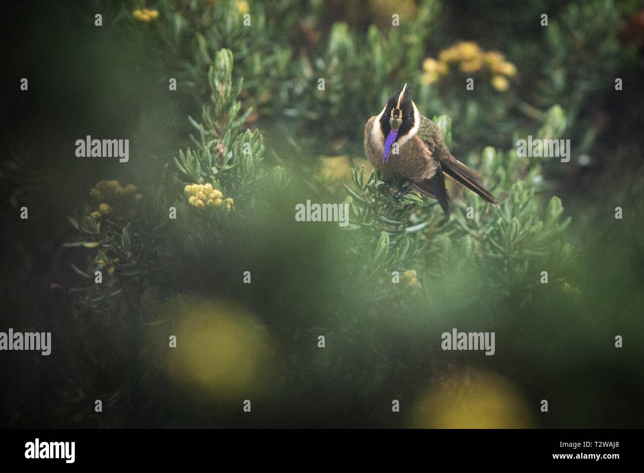 Green-helmetcrest barbu reposant sur l'arbre à fleurs jaunes, la Colombie, hummingbird de sucer le nectar des fleurs,des animaux de haute altitude dans ses études Banque D'Images
