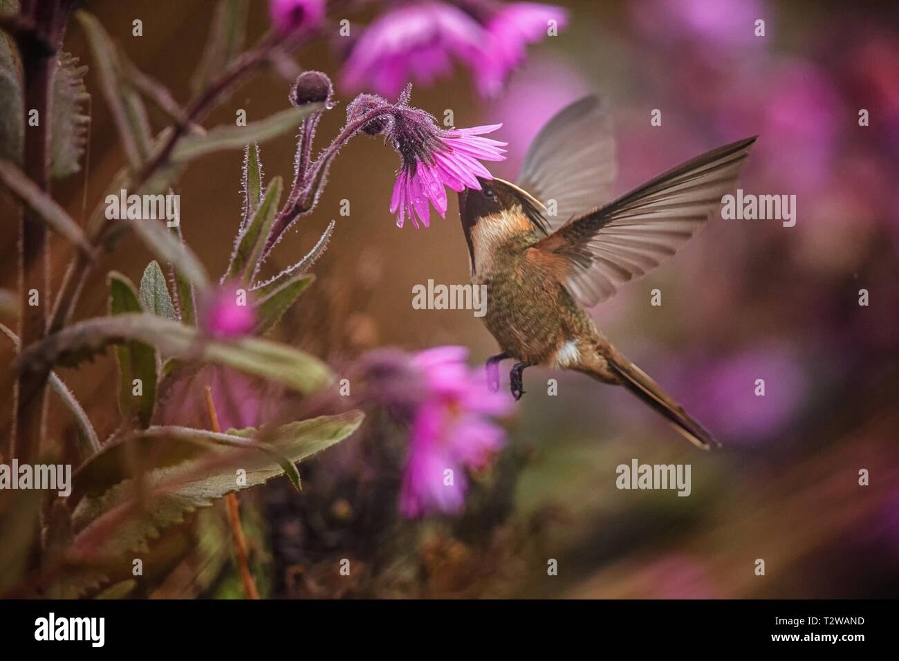 Green-helmetcrest howering barbus à côté de fleur rose, la Colombie avec hummingbird colibri à ailes étendues,sucer le nectar des fleurs,haute alti Banque D'Images