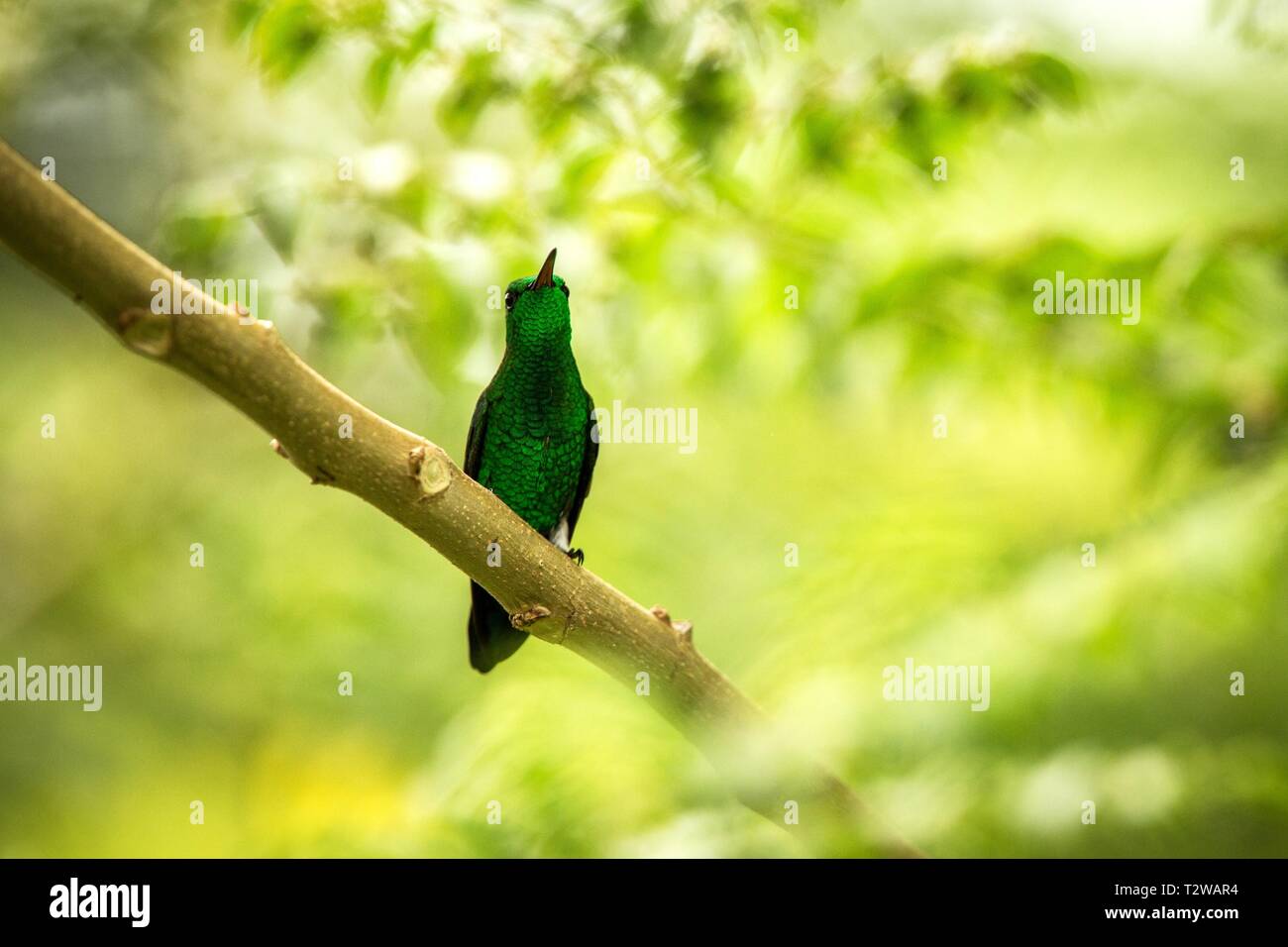 Ventilé blanc plumeleteer colibri, direction générale de la séance sur les forêts tropicales de l'Equateur,oiseaux,petit,bel oiseau percheur reposant sur l'arbre de jardin, Banque D'Images