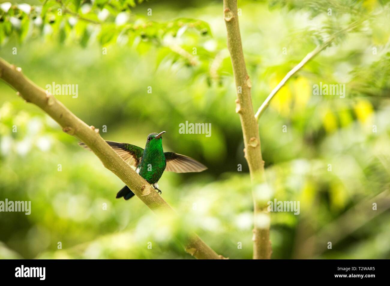 Assis sur Puffleg rougeoyant dans la pluie, de la direction générale de la forêt tropicale de hummingbird,Colombie,oiseau aux ailes déployées se percher sur l'arbre dans jardin,clea Banque D'Images
