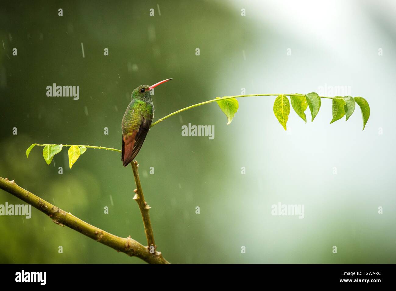 Le colibri à queue en direction de la pluie, la forêt tropicale de hummingbird,Colombie,bird perching,petit oiseau posé sur tree Banque D'Images
