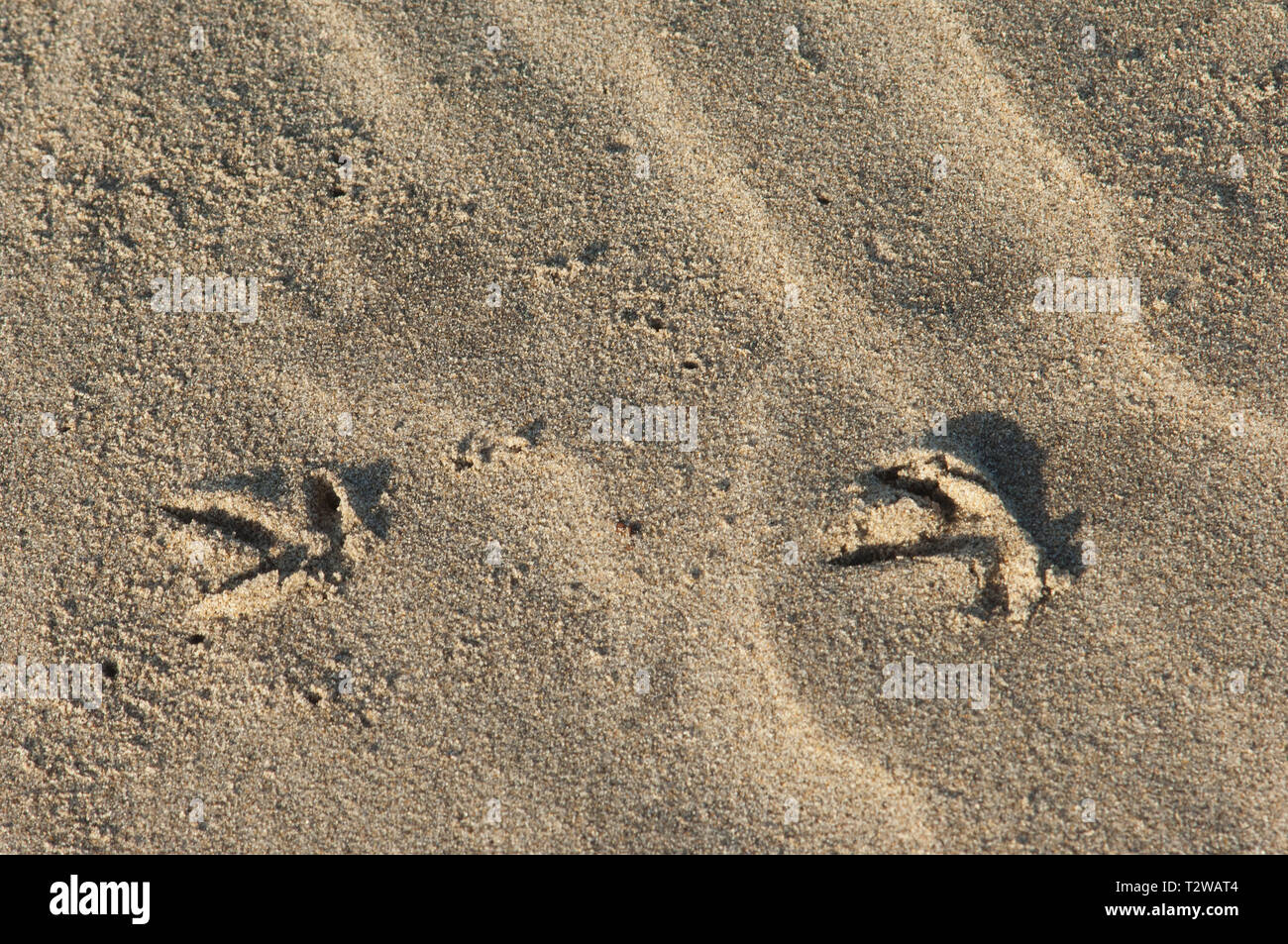 Les pistes d'oiseaux dans le sable à la plage de surf près de Lompoc, en Californie centrale côte. Photographie numérique Banque D'Images