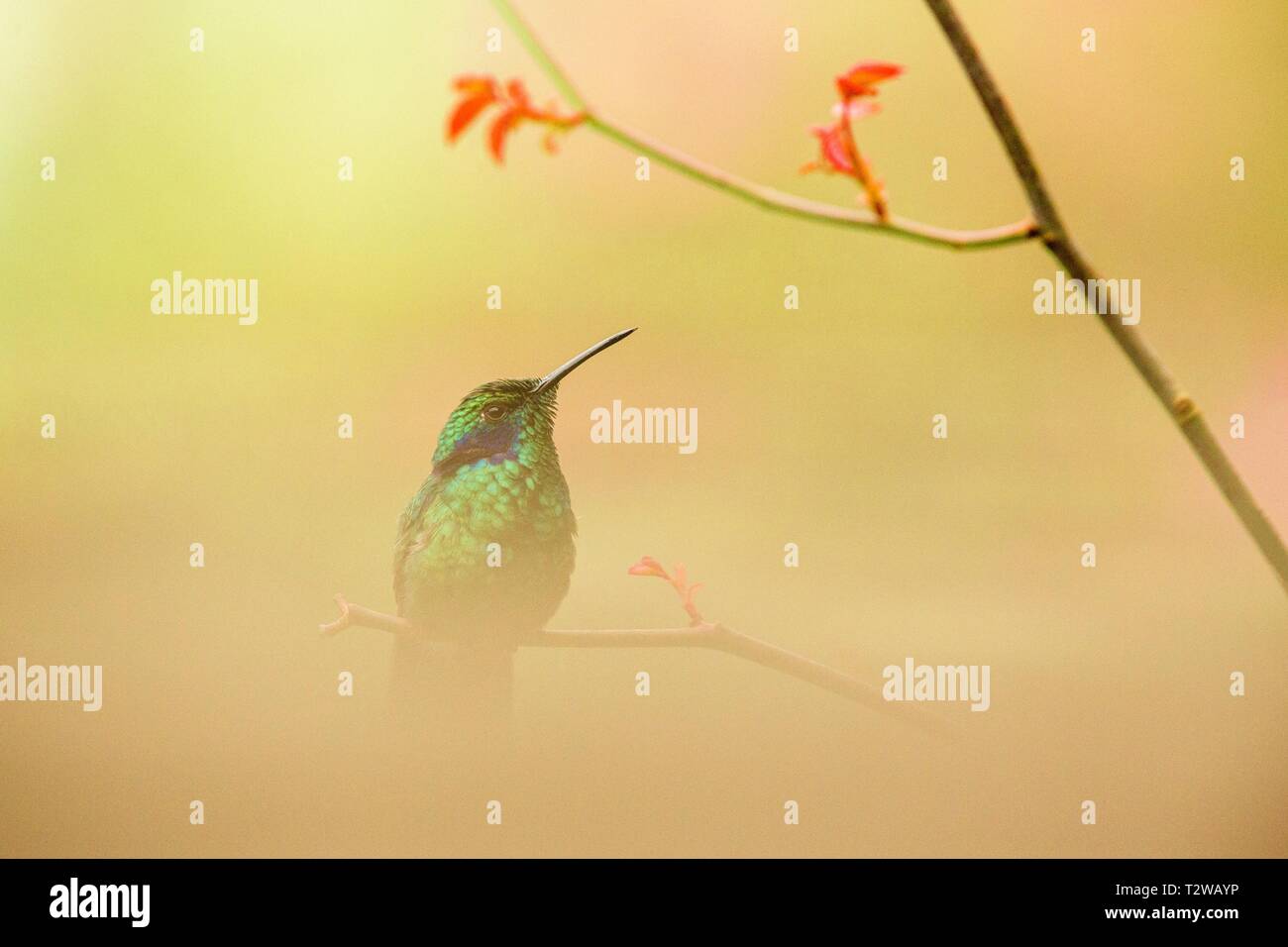 Green violet-ear assis sur une branche, hummingbird de la forêt tropicale,Pérou,bird perching,petit oiseau se reposant dans les forêts tropicales,clair,fond coloré natu Banque D'Images