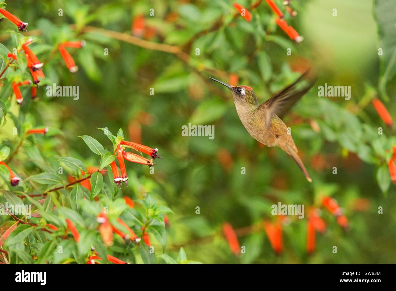 Colibri endémique planant à côté de fleur rouge dans la pluie, la forêt tropicale, la Colombie, l'oiseau de sucer le nectar des fleurs de jardin,belle hummingbird wi Banque D'Images