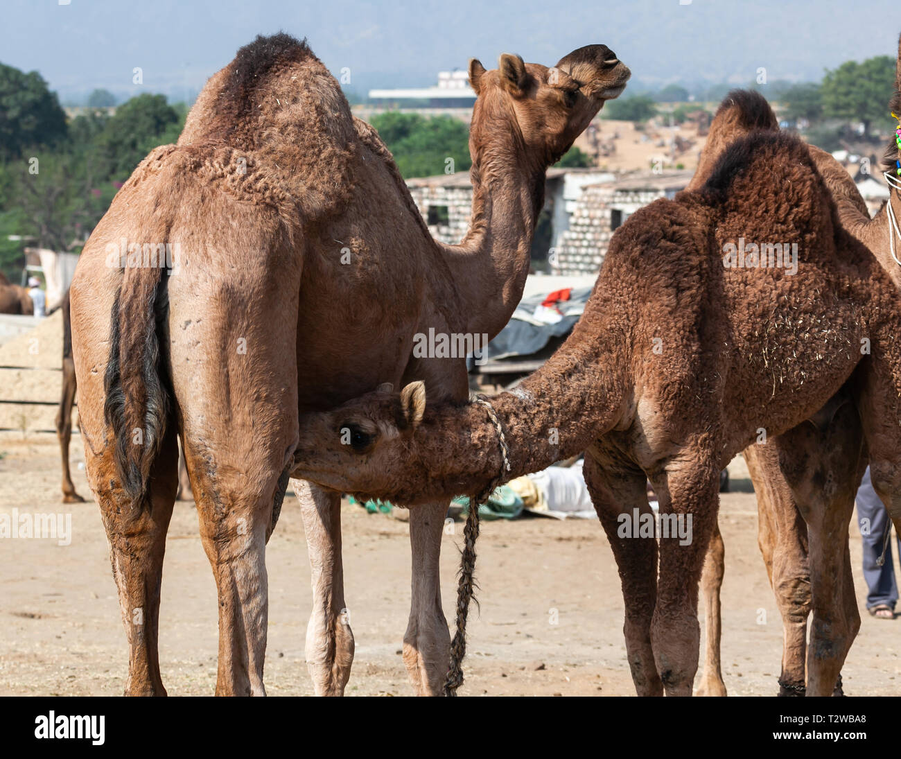 Le lait de chamelle boissons à la mamelle de la mère Pushkar juste. Le Rajasthan, Inde Banque D'Images