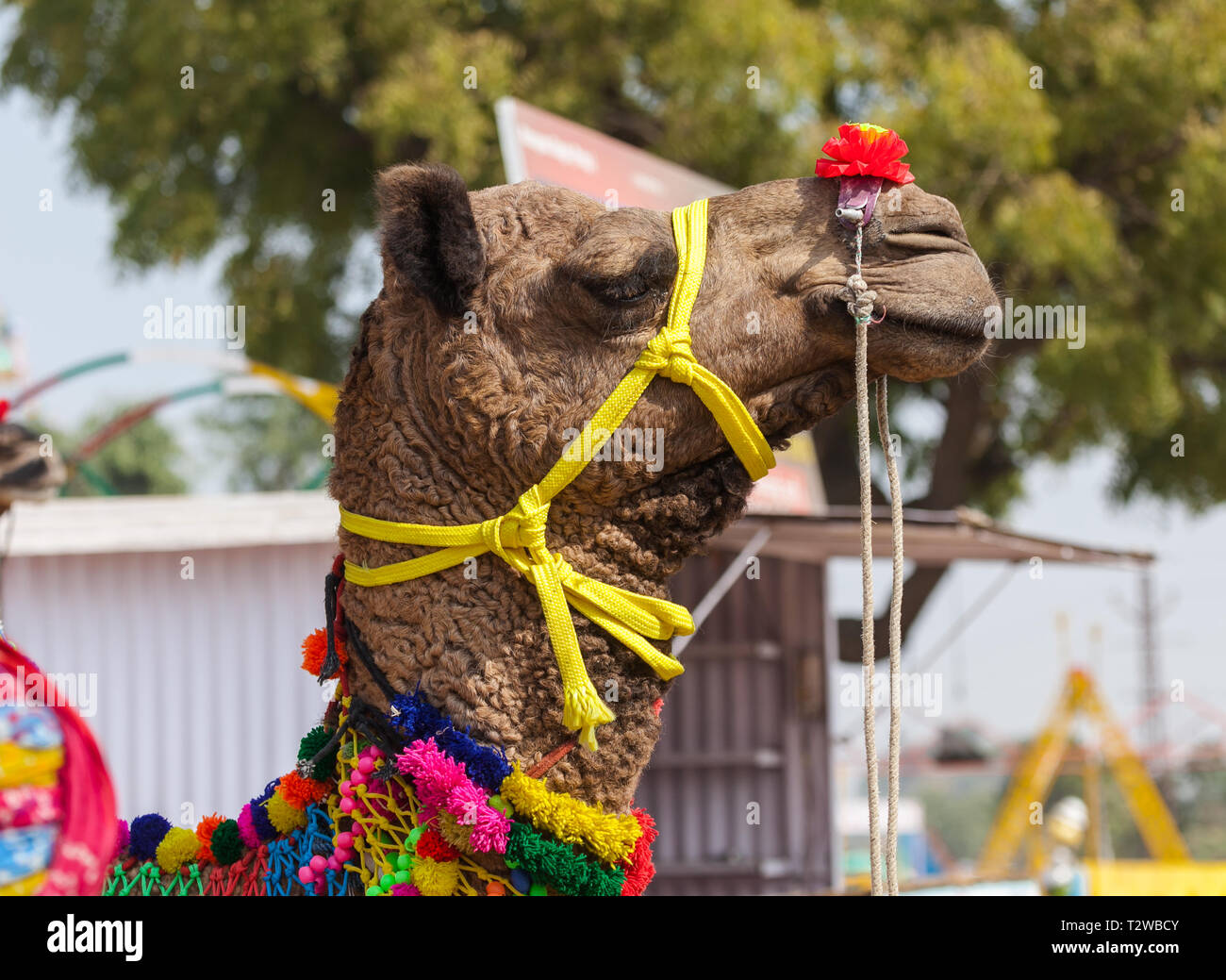 Un commerçant de chameau Rajasthani se trouve dans un monde desert camp à l'assemblée annuelle de l'Inde Pushkar Foire de chameau Banque D'Images