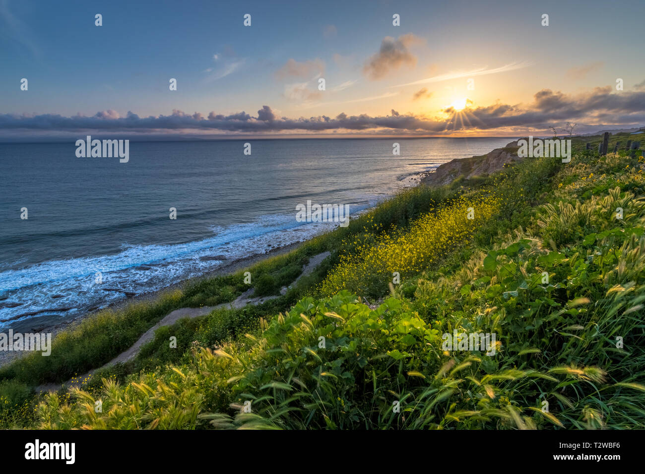 Superbe côte vue au coucher du soleil avec des rochers couverts de fleurs sauvages jaune au cours de la Californie Super Bloom de 2019, Rancho Palos Verdes, Californ Banque D'Images