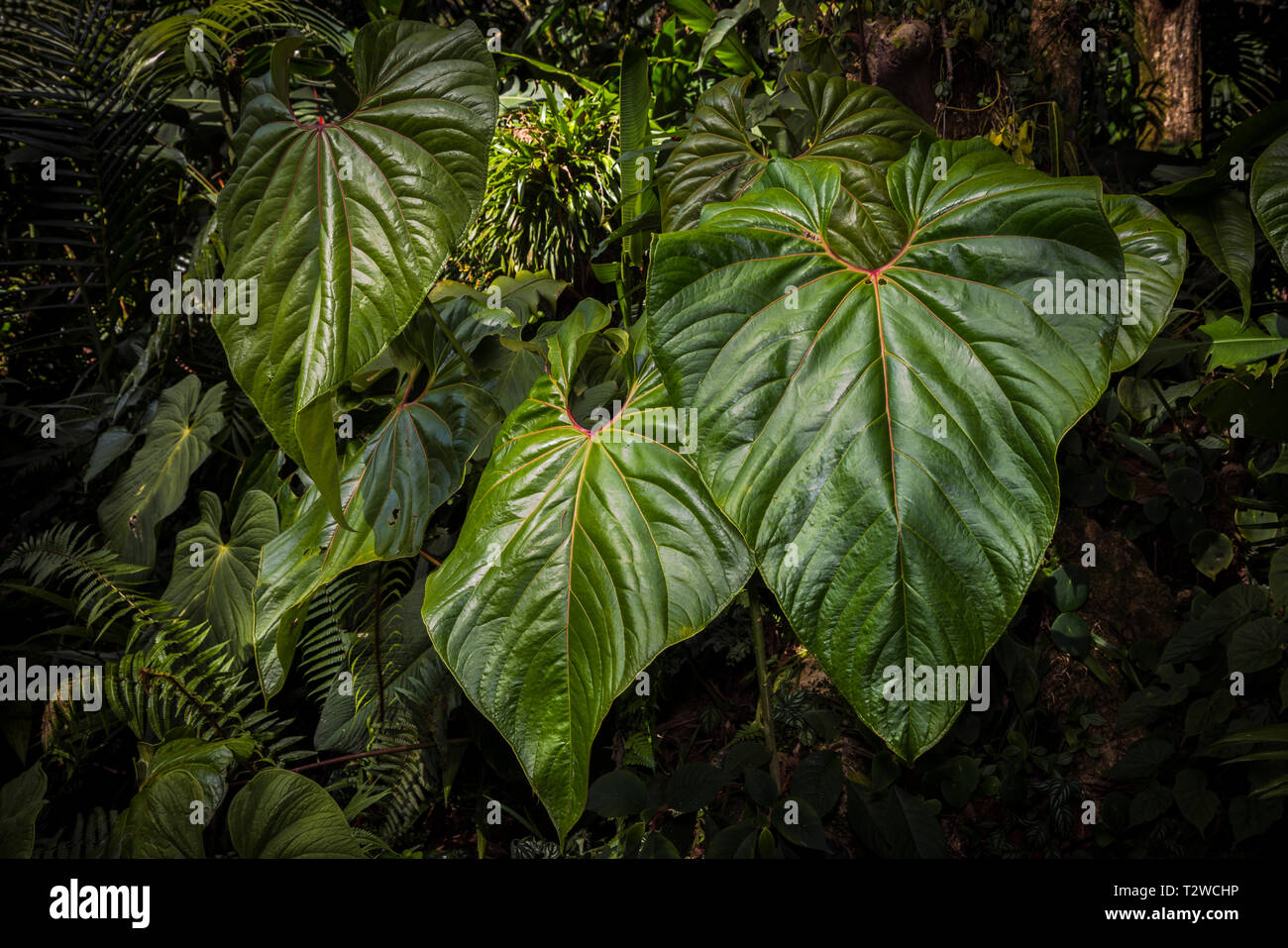 Grandes feuilles vertes dans la forêt tropicale avec fond sombre Banque D'Images