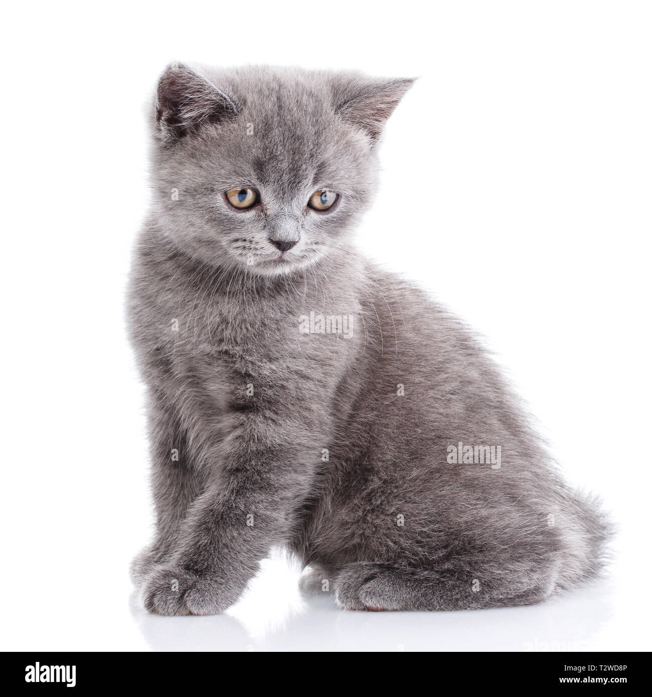 Chaton Tout Droit Ecossais Chaton Gris Sur La Photo Studio Le Chat Est Assis Sur Le Cote Et Regarde Vers Le Bas Isole Sur Un Fond Blanc Photo Stock Alamy Chaton Tout Droit Ecossais Chaton Gris Sur La Photo Studio Le Chat Est Assis Sur Le Cote Et Regarde Vers Le Bas Isole Sur Un Fond Blanc Photo Stock Alamy
