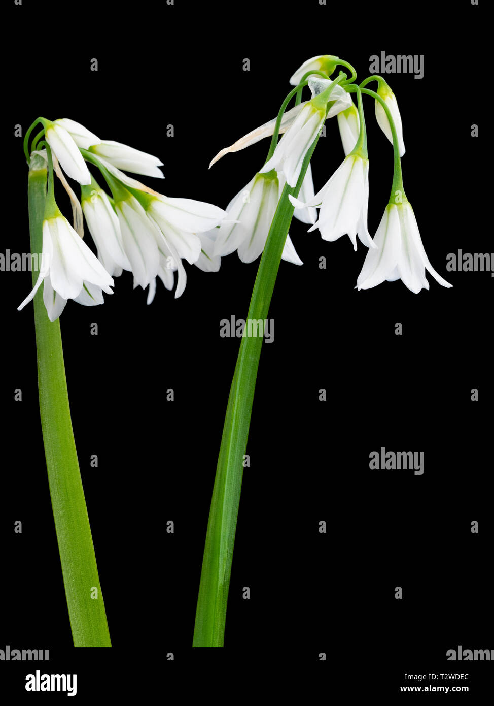 Trois acculé le poireau, Allium triquetrum, début du printemps des fleurs sur fond noir Banque D'Images Trois acculé le poireau, Allium triquetrum, début du printemps des fleurs sur fond noir Banque D'Images