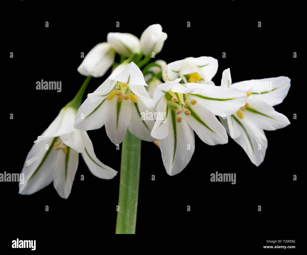 Trois acculé le poireau, Allium triquetrum, début du printemps des fleurs sur fond noir Banque D'Images Trois acculé le poireau, Allium triquetrum, début du printemps des fleurs sur fond noir Banque D'Images