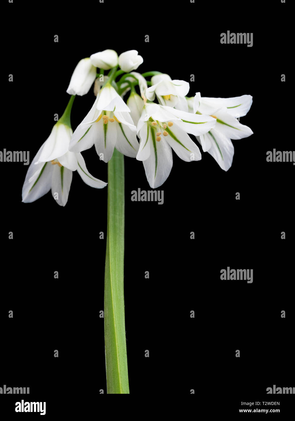 Trois acculé le poireau, Allium triquetrum, début du printemps des fleurs sur fond noir Banque D'Images Trois acculé le poireau, Allium triquetrum, début du printemps des fleurs sur fond noir Banque D'Images